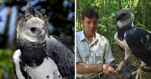 The Huge South American Harpy Eagle Weighs In At 20 Pounds The Huge South American Harpy Eagle Weighs In At 20 Pounds