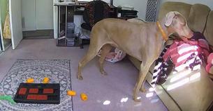 Un chien se blottit dans les vêtements de sa maîtresse pour se sentir moins seul Un chien se blottit dans les vêtements de sa maîtresse pour se sentir moins seul