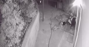 Un chat domestique se défend contre trois coyotes dans un jardin en Californie Un chat domestique se défend contre trois coyotes dans un jardin en Californie