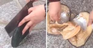 Une femme chanceuse a trouvé des douzaines de perles à l'ouverture d'un bénitier géant Une femme chanceuse a trouvé des douzaines de perles à l'ouverture d'un bénitier géant
