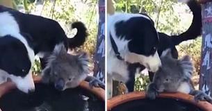 Une femme australienne filme un Koala qui partage un verre avec un chien Une femme australienne filme un Koala qui partage un verre avec un chien
