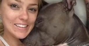 Dona recebe uma enxurrada de beijos de seu Pit Bull quando acorda Dona recebe uma enxurrada de beijos de seu Pit Bull quando acorda