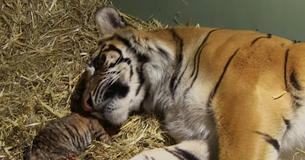 Tiger Gives Birth To Weak Cub But Cares For Him Until His Breathing Improves Tiger Gives Birth To Weak Cub But Cares For Him Until His Breathing Improves