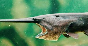 The Chinese Paddlefish Has Been Declared The First Extinct Species Of 2020 The Chinese Paddlefish Has Been Declared The First Extinct Species Of 2020