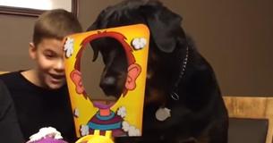 Dog Enjoys Playing Game With Boy Where Pies Land On Its Face Dog Enjoys Playing Game With Boy Where Pies Land On Its Face