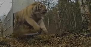 Inspiring Film Shows Caged Animals Experiencing Their First Taste Of Freedom Inspiring Film Shows Caged Animals Experiencing Their First Taste Of Freedom