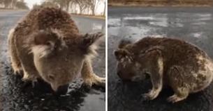 Thirsty Koala Sips Rainwater Off Street After Storm Thirsty Koala Sips Rainwater Off Street After Storm