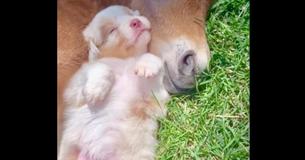 Farm Puppy Cuddles And Naps With Colt And It's The Cutest Thing Ever Farm Puppy Cuddles And Naps With Colt And It's The Cutest Thing Ever