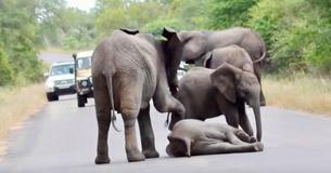 Exhausted Baby Elephant Who Collapsed In Center Of Road Helped To Safety By Compassionate Herd Exhausted Baby Elephant Who Collapsed In Center Of Road Helped To Safety By Compassionate Herd