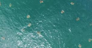 Imagens de drone na Costa Rica mostra o maior enxame de tartarugas marinhas Já filmado na história Imagens de drone na Costa Rica mostra o maior enxame de tartarugas marinhas Já filmado na história