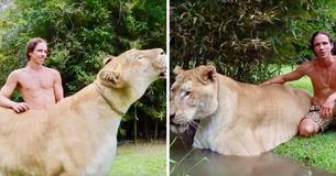 Ligre, um híbrido entre leão e tigre chamado Hercules pesa 418 quilos e é o maior felino do mundo seguindo o Guinness Ligre, um híbrido entre leão e tigre chamado Hercules pesa 418 quilos e é o maior felino do mundo seguindo o Guinness