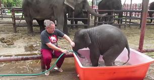 Baby Elephant In Thailand Zoo Has Fun At Bath Time Baby Elephant In Thailand Zoo Has Fun At Bath Time