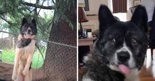 Dog Chained Outside Without Food Or Water Is Visited By Woman Daily Until She Adopts Him Dog Chained Outside Without Food Or Water Is Visited By Woman Daily Until She Adopts Him