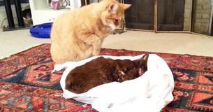 Un chat dit au revoir à son meilleur ami décédé et est visiblement ému Un chat dit au revoir à son meilleur ami décédé et est visiblement ému