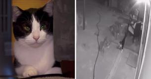 Un chat domestique défiant se bat contre une meute de coyotes devant sa maison et reste indemne Un chat domestique défiant se bat contre une meute de coyotes devant sa maison et reste indemne
