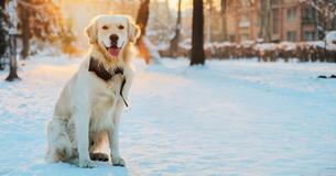 Les propriétaires d'animaux de compagnie qui laissent leurs chiens dehors par temps froid pourraient désormais être emprisonnés en raison d'une nouvelle loi Les propriétaires d'animaux de compagnie qui laissent leurs chiens dehors par temps froid pourraient désormais être emprisonnés en raison d'une nouvelle loi