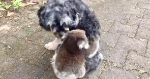Ce bébé koala confond un chien avec sa mère Ce bébé koala confond un chien avec sa mère