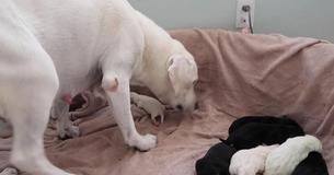Les propriétaires d'une labrador se rendent compte que la maman chienne donne plus d'amour à un chiot en particulier Les propriétaires d'une labrador se rendent compte que la maman chienne donne plus d'amour à un chiot en particulier