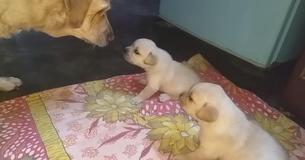 Les chiots labradors ont besoin d'une chienne maman pour les éduquer Les chiots labradors ont besoin d'une chienne maman pour les éduquer
