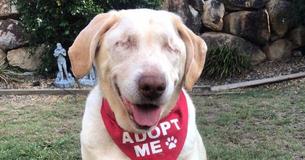 6 mois après avoir été abandonnée par sa famille, une chienne âgée aveugle a été finalement adoptée 6 mois après avoir été abandonnée par sa famille, une chienne âgée aveugle a été finalement adoptée