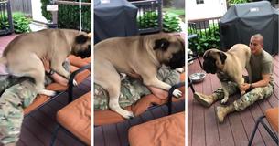 Quand un soldat américain rentre chez lui, le Bullmastiff géant lui fait des bisous Quand un soldat américain rentre chez lui, le Bullmastiff géant lui fait des bisous