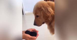 Un petit chiot rescapé réussit à faire fondre le cœur du Golden Retriever en quelques minutes Un petit chiot rescapé réussit à faire fondre le cœur du Golden Retriever en quelques minutes