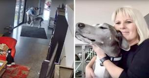 Ce Dogue Allemand de 55 kg est filmé par une caméra de sécurité en train de protéger sa famille contre une invasion Ce Dogue Allemand de 55 kg est filmé par une caméra de sécurité en train de protéger sa famille contre une invasion