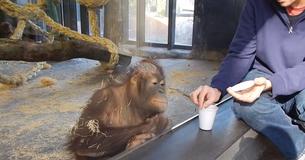 Un visiteur du zoo fait rouler de rire un orang-outan en lui montrant un tour de magie en utilisant des tasses Un visiteur du zoo fait rouler de rire un orang-outan en lui montrant un tour de magie en utilisant des tasses