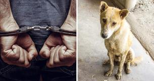 Gevangenisstraffen in GB voor wreedheid tegen dieren kunnen toenemen van 6 maanden tot 5 jaar Gevangenisstraffen in GB voor wreedheid tegen dieren kunnen toenemen van 6 maanden tot 5 jaar