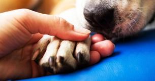 Dierenarts legt uit wat huisdieren doen voordat ze sterven Dierenarts legt uit wat huisdieren doen voordat ze sterven