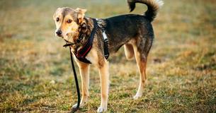 New York Officials Consider To Reward People Who Adopt Rescue Pets With Tax Credit New York Officials Consider To Reward People Who Adopt Rescue Pets With Tax Credit