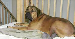 Huisgenoten in Wisconsin worden wakker en zien hun 70 kilogram zware hond bij een vreemde op de schoot zitten om 5 uur 's ochtends. Huisgenoten in Wisconsin worden wakker en zien hun 70 kilogram zware hond bij een vreemde op de schoot zitten om 5 uur 's ochtends.