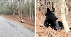 German Shepherd Found Abandoned In His Kennel On Louisiana Roadside German Shepherd Found Abandoned In His Kennel On Louisiana Roadside
