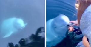 Whale Returns Phone To Owner Who Dropped It Into The Ocean In Norway Whale Returns Phone To Owner Who Dropped It Into The Ocean In Norway