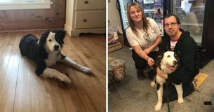Hond waarschuwt winkeleigenaren dat hij wordt hondvoerd Hond waarschuwt winkeleigenaren dat hij wordt hondvoerd