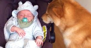 A reação desse cachorrinho ao ver o bebê de sua dona vai derreter o seu coração A reação desse cachorrinho ao ver o bebê de sua dona vai derreter o seu coração
