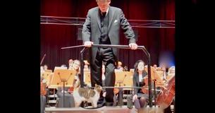 Naughty Cat Steals The Show At A Live Orchestra Concert Naughty Cat Steals The Show At A Live Orchestra Concert