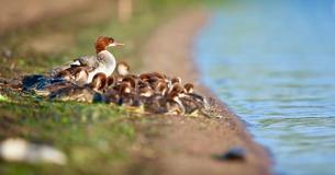 Duck Mom Babysits 76 Ducklings At A Time Still Managing To Keep Them All In Line Duck Mom Babysits 76 Ducklings At A Time Still Managing To Keep Them All In Line