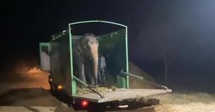 Karma, a elefante, tem sua primeira experiência de liberdade após 46 anos de cativeiro Karma, a elefante, tem sua primeira experiência de liberdade após 46 anos de cativeiro