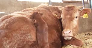 Dog Reunites With Cow That Raised Him When He Was Abandoned As A Pup Dog Reunites With Cow That Raised Him When He Was Abandoned As A Pup