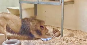 Dad Lion Leans Down To Meet His Baby Cub For The First Time Dad Lion Leans Down To Meet His Baby Cub For The First Time