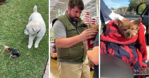 Couple's Puppy Vanished In 2006; 14 Years Later, They Find Out He's Homeless And 250 Miles Away Couple's Puppy Vanished In 2006; 14 Years Later, They Find Out He's Homeless And 250 Miles Away