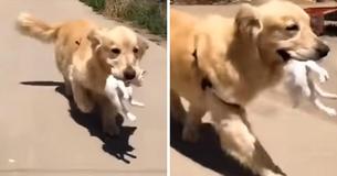 Golden Retriever 'Adopts' Stray Kitten After He Finds Her In The Street Golden Retriever 'Adopts' Stray Kitten After He Finds Her In The Street