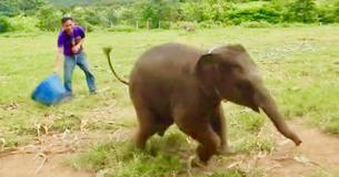 Incredibly Rare Footage Shows Playful Six-Month-Old Baby Elephant Having A Laugh Incredibly Rare Footage Shows Playful Six-Month-Old Baby Elephant Having A Laugh