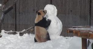 Zookeepers Build A Snowman Within Panda's Home Who Reacts Interestingly To The Snowy Invader Zookeepers Build A Snowman Within Panda's Home Who Reacts Interestingly To The Snowy Invader
