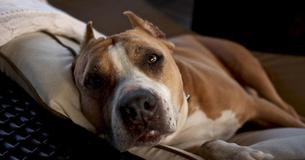 Hero Pit Bull Protects Young Lost Owner Until The Toddler Is Found By Police Hero Pit Bull Protects Young Lost Owner Until The Toddler Is Found By Police