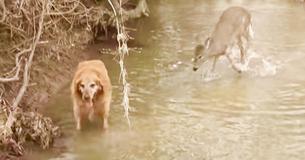 Super Friendly Dancing Deer Captured on Video Playing With Dog in the River Super Friendly Dancing Deer Captured on Video Playing With Dog in the River