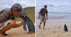 Penguin Swims 5,000 Miles Yearly To Visit The Man Who Rescued Him Penguin Swims 5,000 Miles Yearly To Visit The Man Who Rescued Him