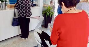 Pelican Politely Waits in Line at a Fish and Chips Shop Pelican Politely Waits in Line at a Fish and Chips Shop