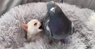 Teacup Puppy That Can't Walk Forms Friendship With Pigeon That Can't Fly Teacup Puppy That Can't Walk Forms Friendship With Pigeon That Can't Fly